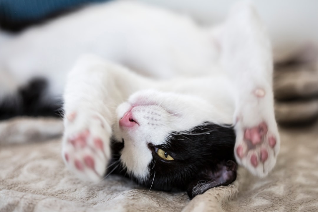 Keeping Your Cat Entertained: Fun Tips for Feline Enrichment