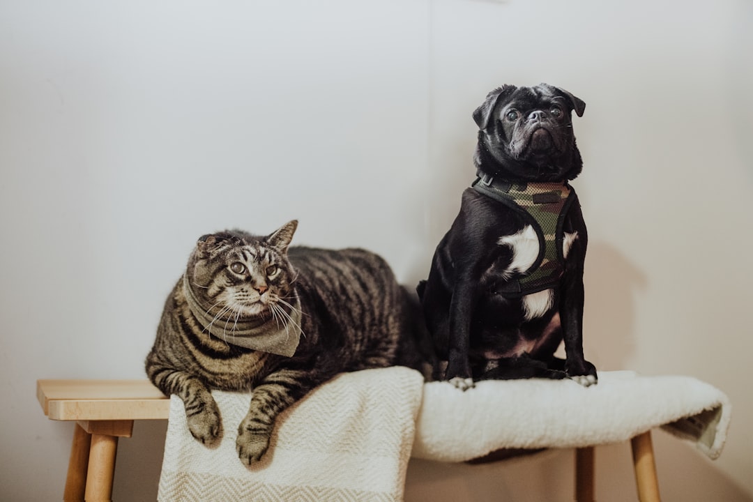 Photo Dog, Cat