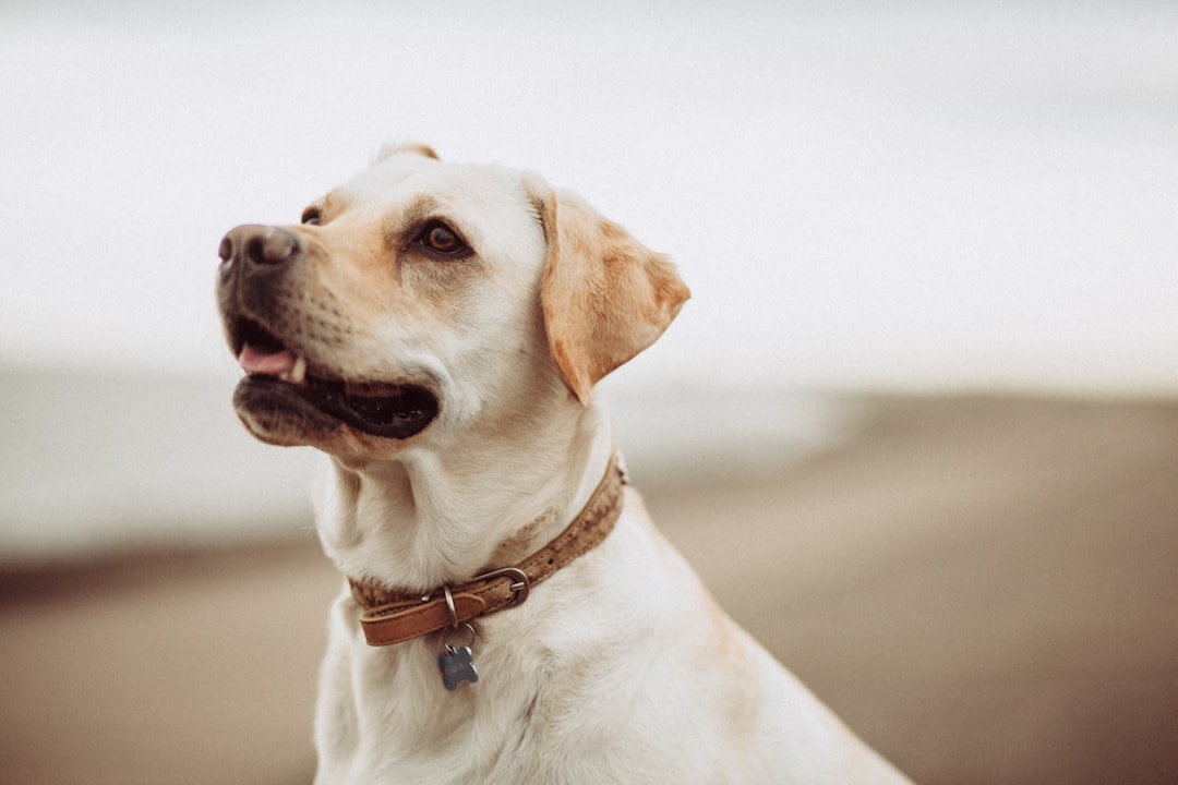 Bathing Your Pet: Best Practices for Clean and Happy Pets