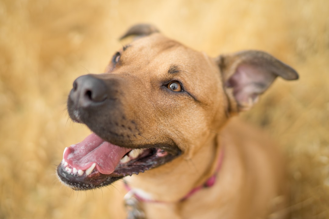 Photo Dogs teeth