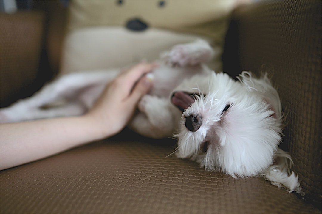 Photo Happy dog