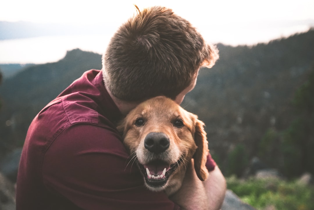 Photo Senior dog