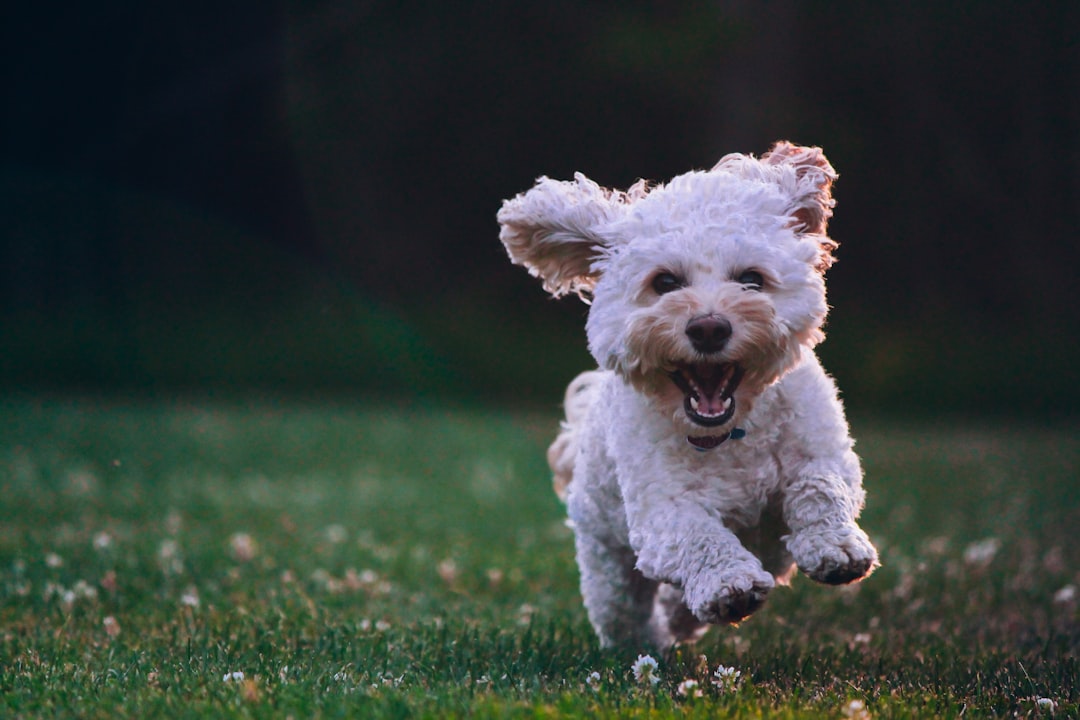 Photo Veterinarian, dog, syringe, vaccine, pet owner